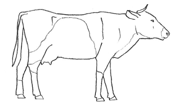 Как нарисовать корову пошагово